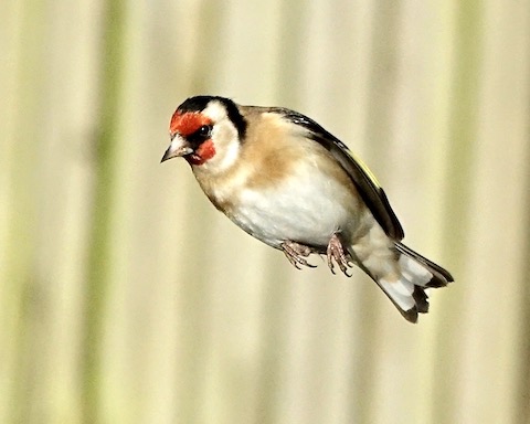 goldfinch